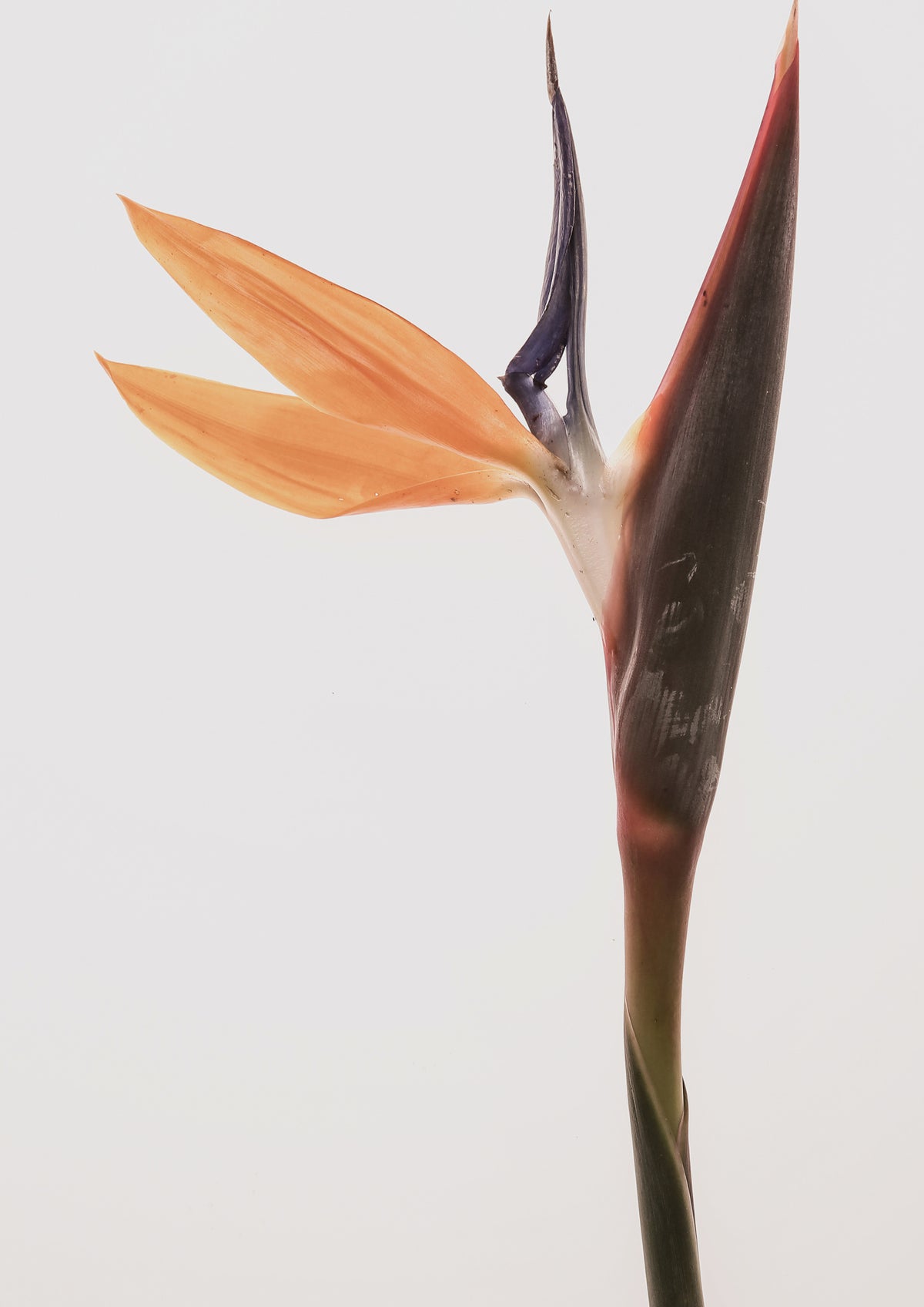 aluminium-print-vibrant-blossom
