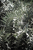 aluminium-print-cycad-dreams