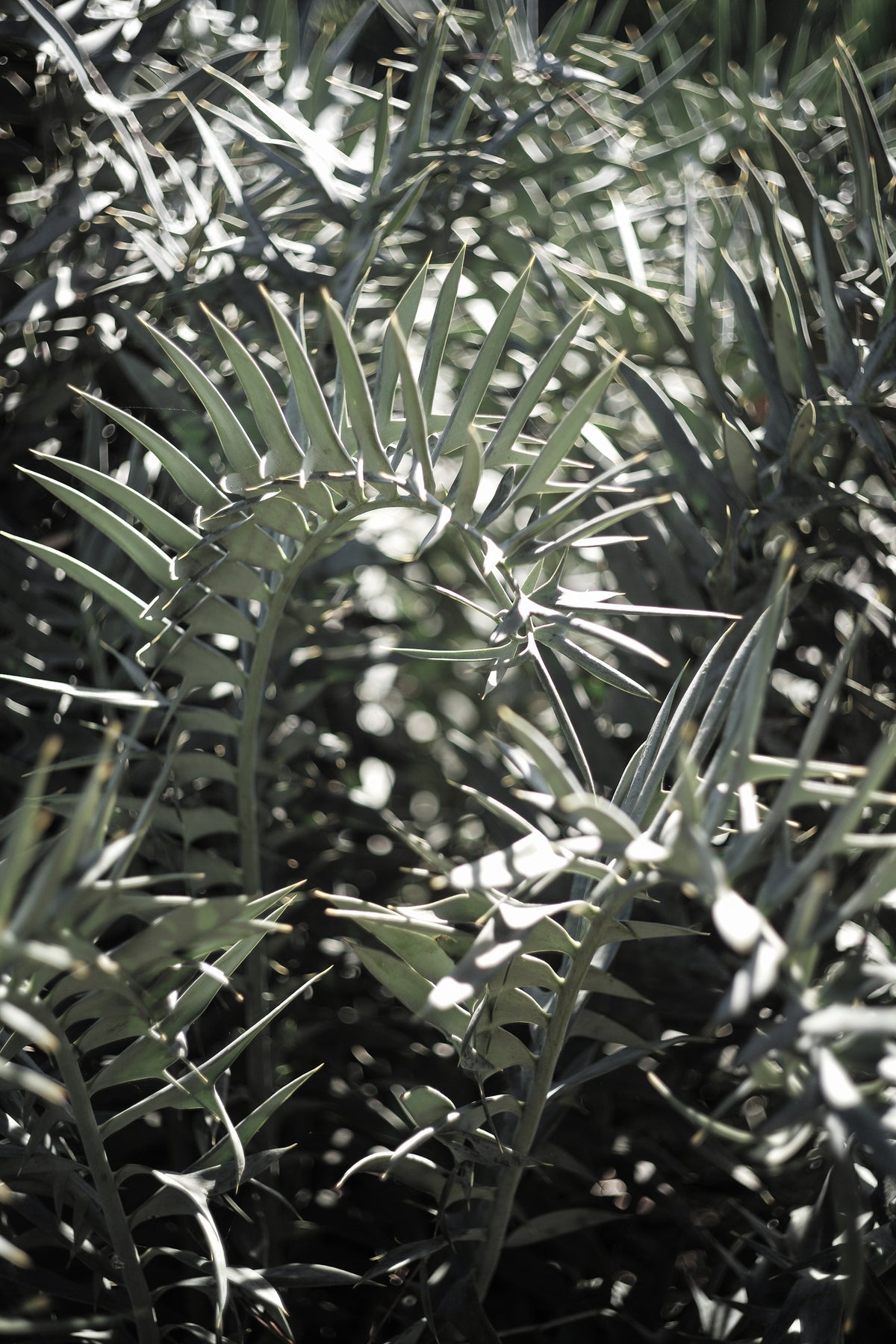 aluminium-print-cycad-dreams