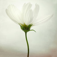 aluminium-print-white-cosmos