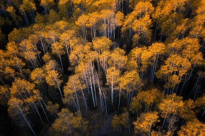 poster-print-aspen-in-autumn