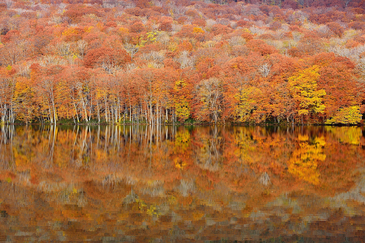 acrylic-print-glowing-autumn-x