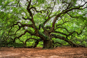 modern-3-piece-canvas-print-angel-oak-on-johns-island