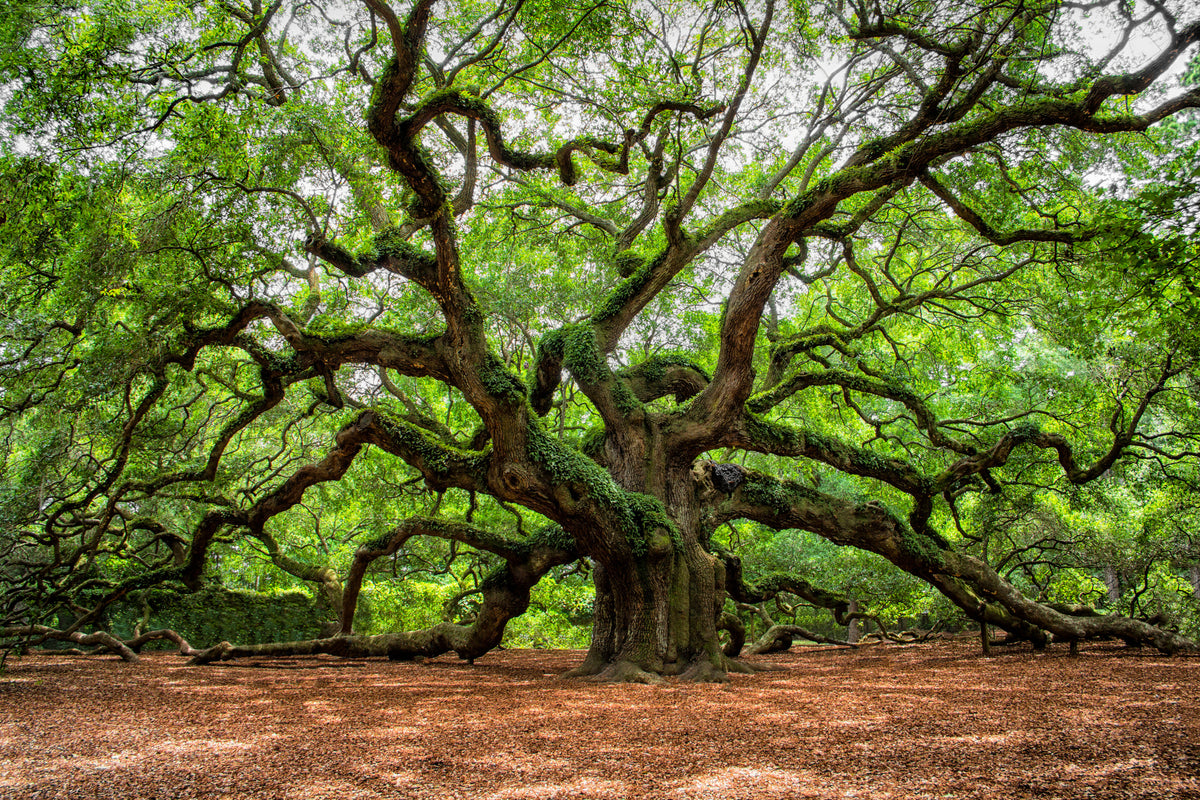 modern-3-piece-canvas-print-angel-oak-on-johns-island
