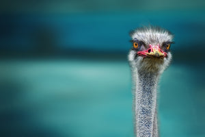 framedcanvas-print-blue-meets-ostrich