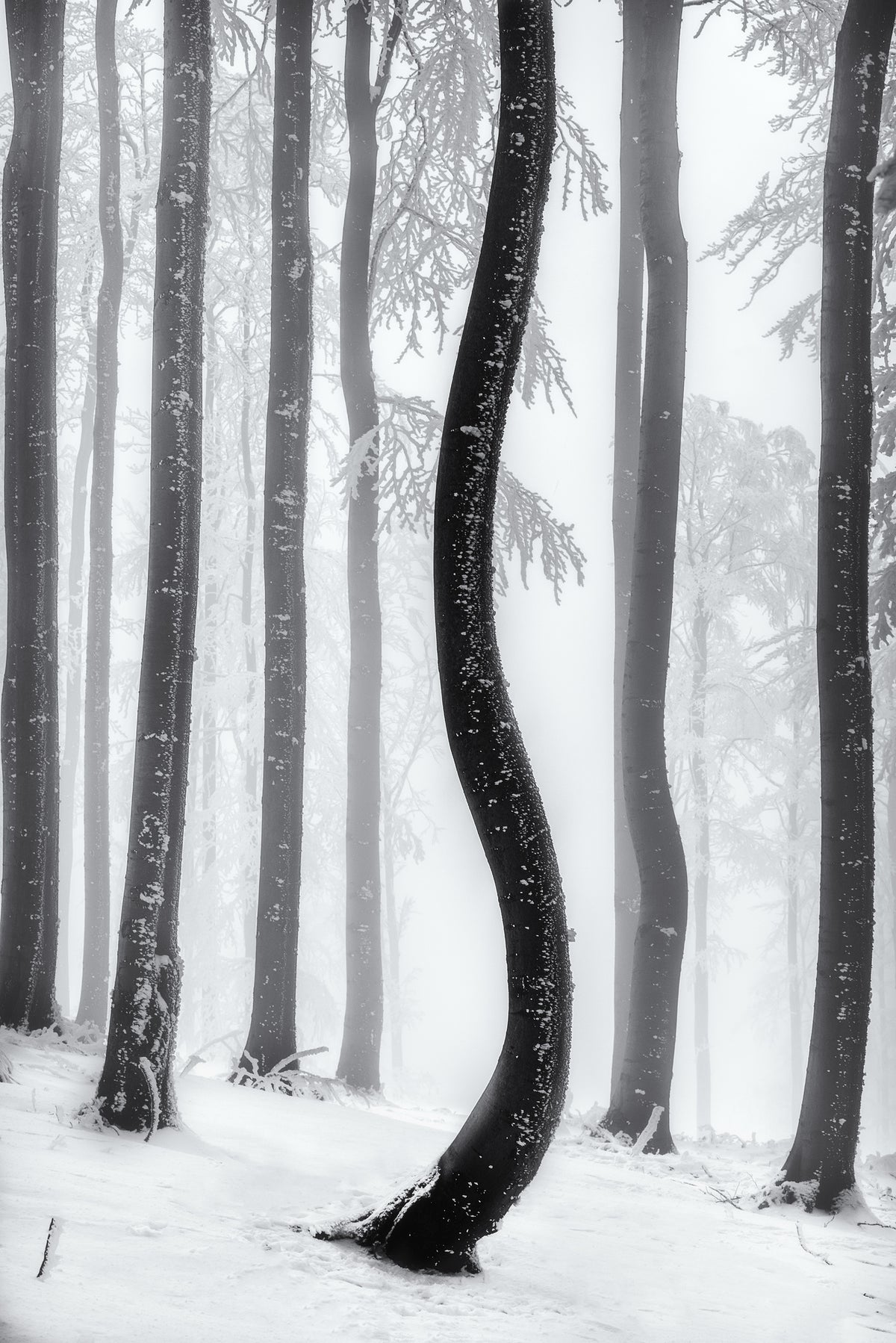 aluminium-print-dancing-tree