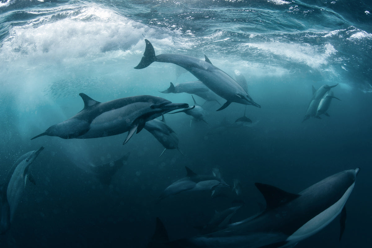 framedposter-print-dolphine-run-x