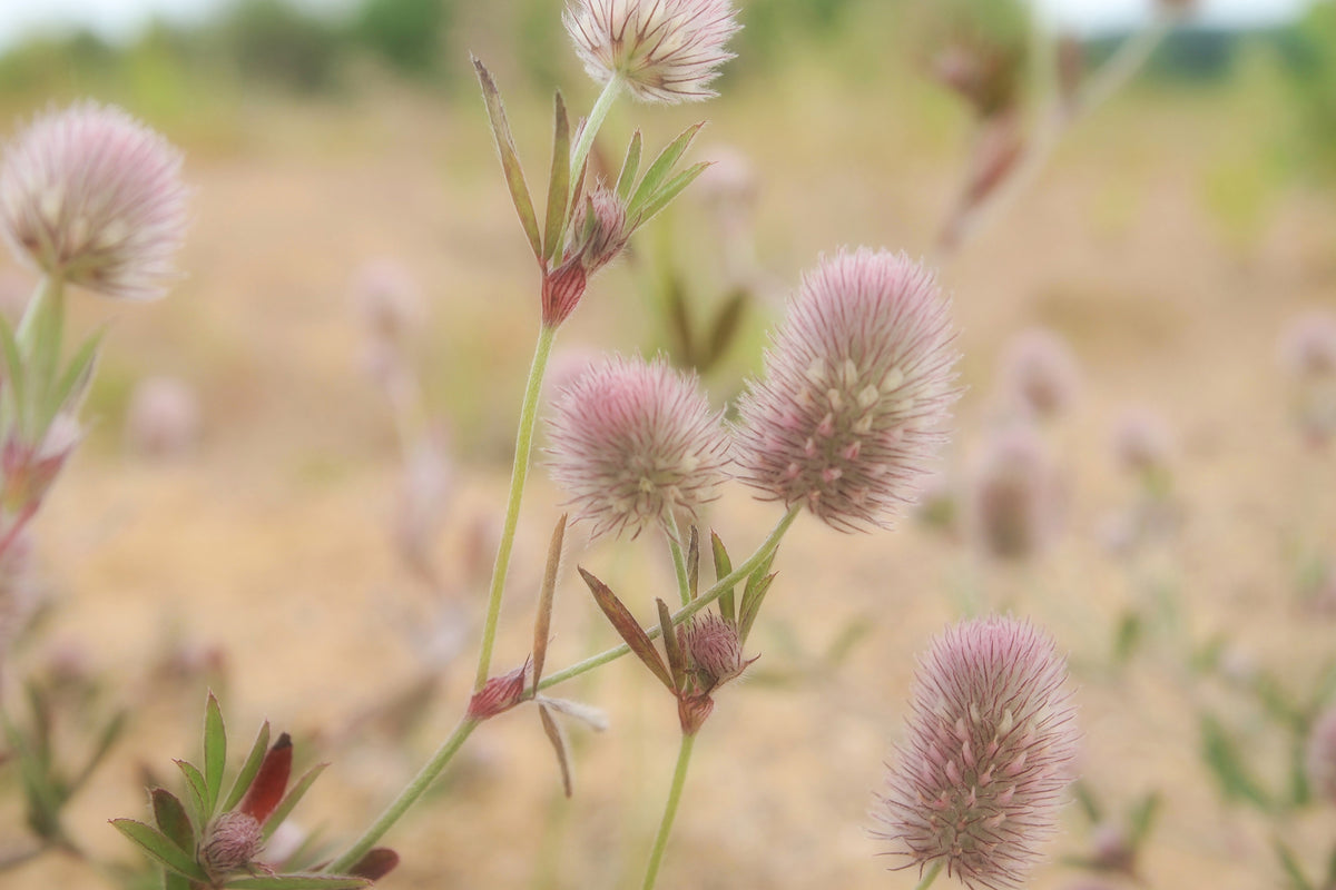 aluminium-print-delicate-flowers