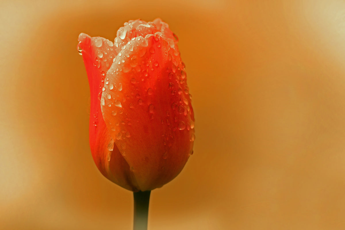 3-piece-acrylic-print-a-tulip-in-the-morning-dew