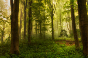 canvas-print-the-little-tree