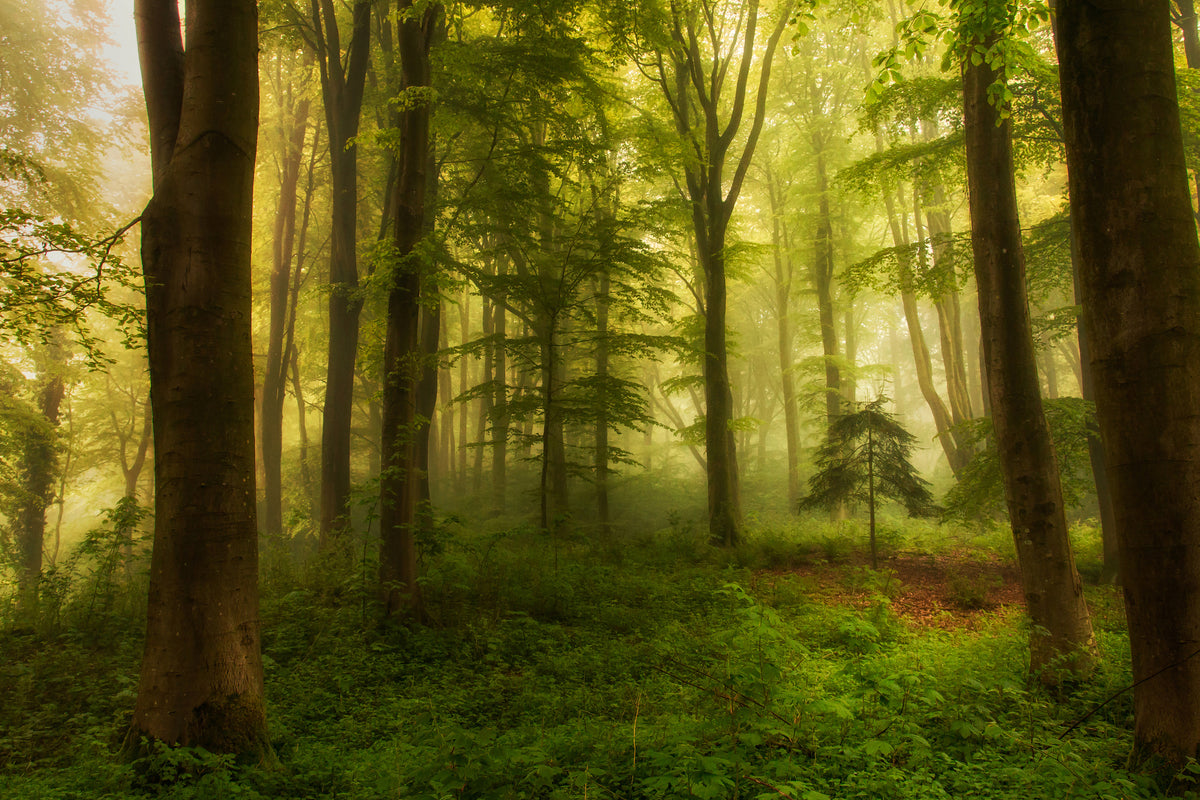canvas-print-the-little-tree