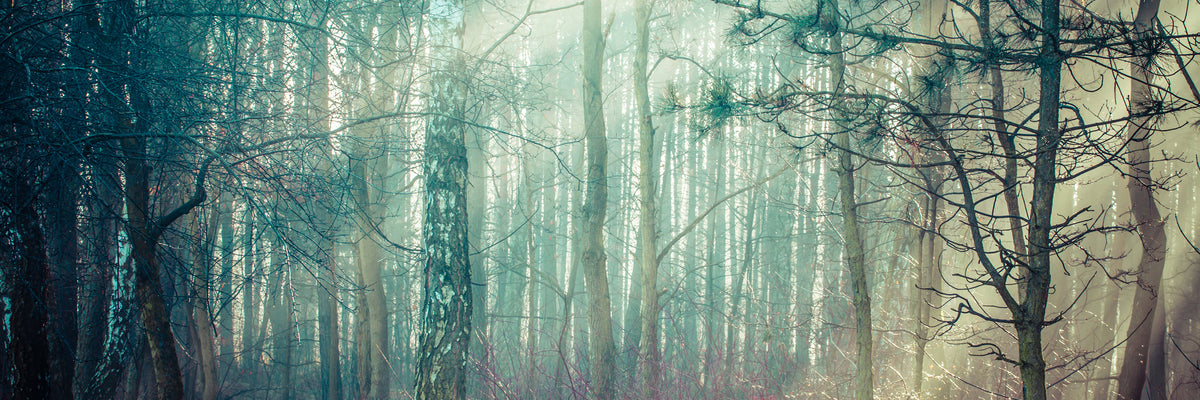 panoramic-3-piece-canvas-print-pinewood-panorama