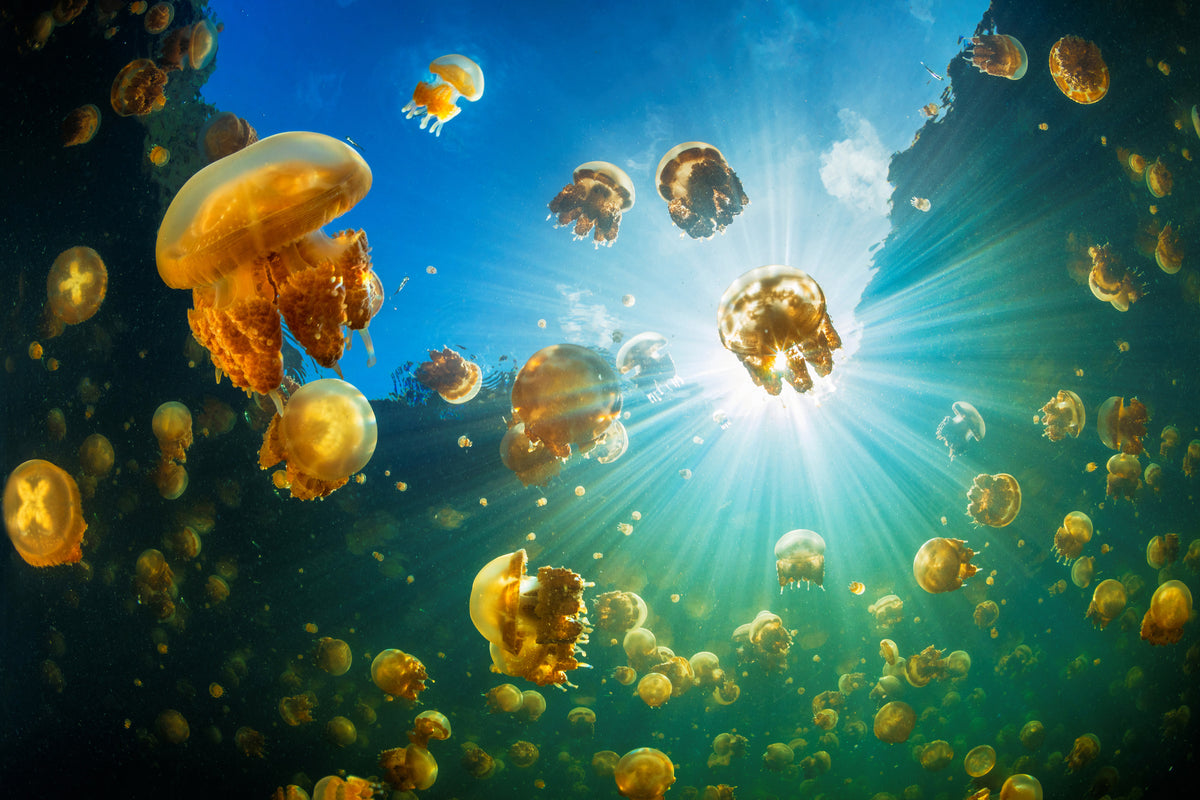 framedcanvas-print-sunlight-and-jellyfish-x