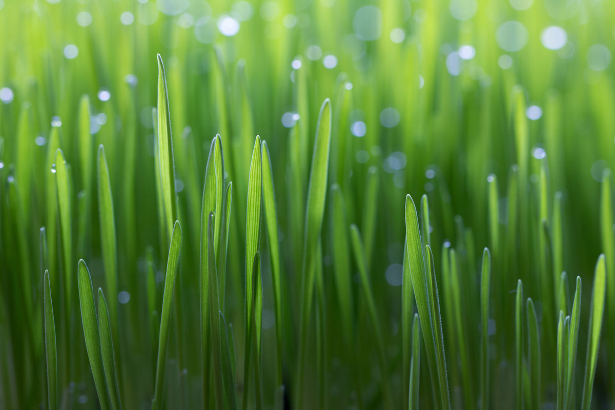canvas-print-wheat-x