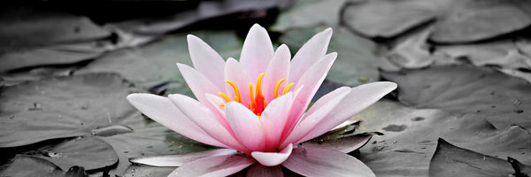 panoramic-aluminium-print-the-art-of-water-lily-panorama