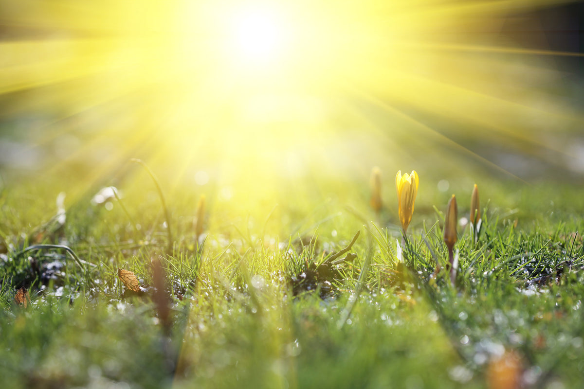canvas-print-flowery-meadow