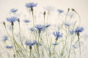framedcanvas-print-cornflowers-2