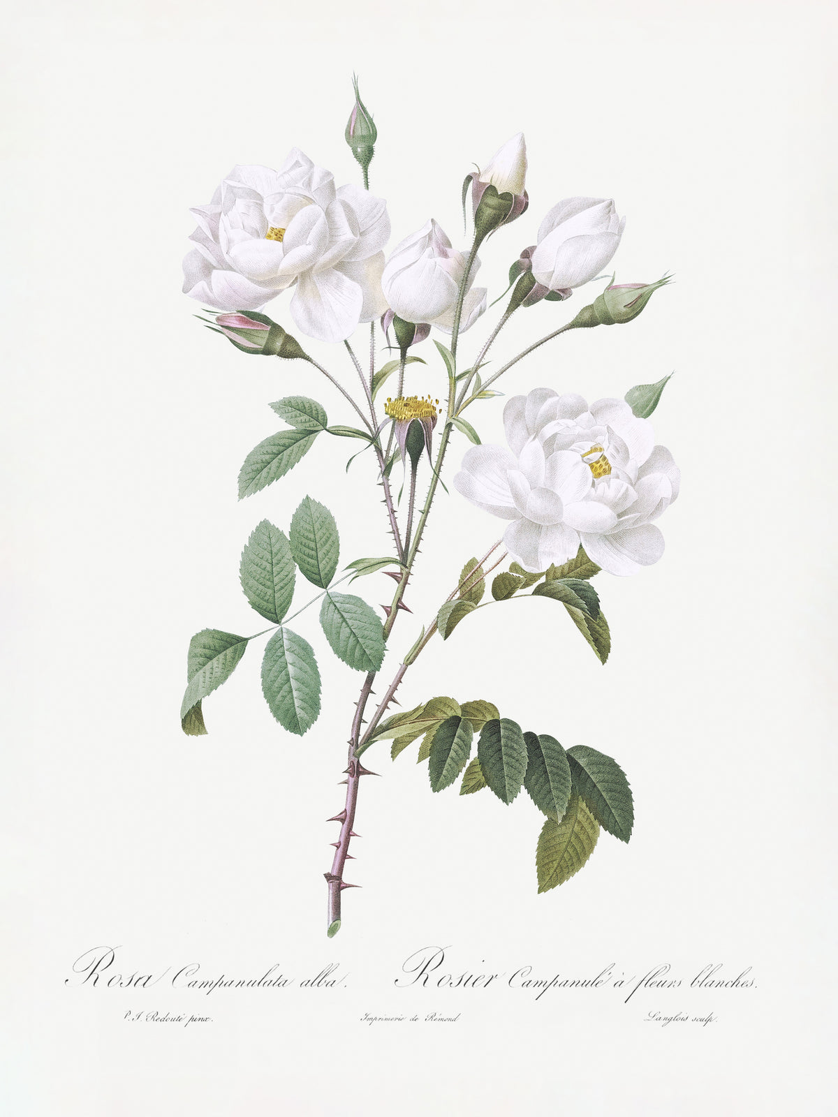 framedcanvas-print-rosa-gallica-pontiana-les-roses-1817-1824