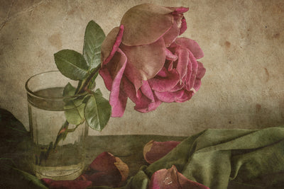 poster-print-tear-of-rose-x