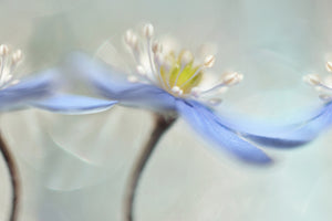 acrylic-print-dancing-anemones