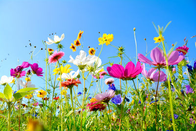 poster-print-colorful-summer-flowers