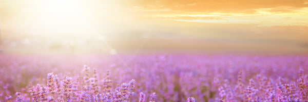panoramic-3-piece-aluminium-print-sunset-in-lavender-field-panorama