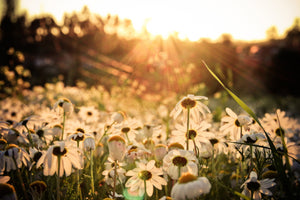 acrylic-print-daisies-at-sunset