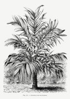 canvas-print-vintage-palm-tree-drawing-ix