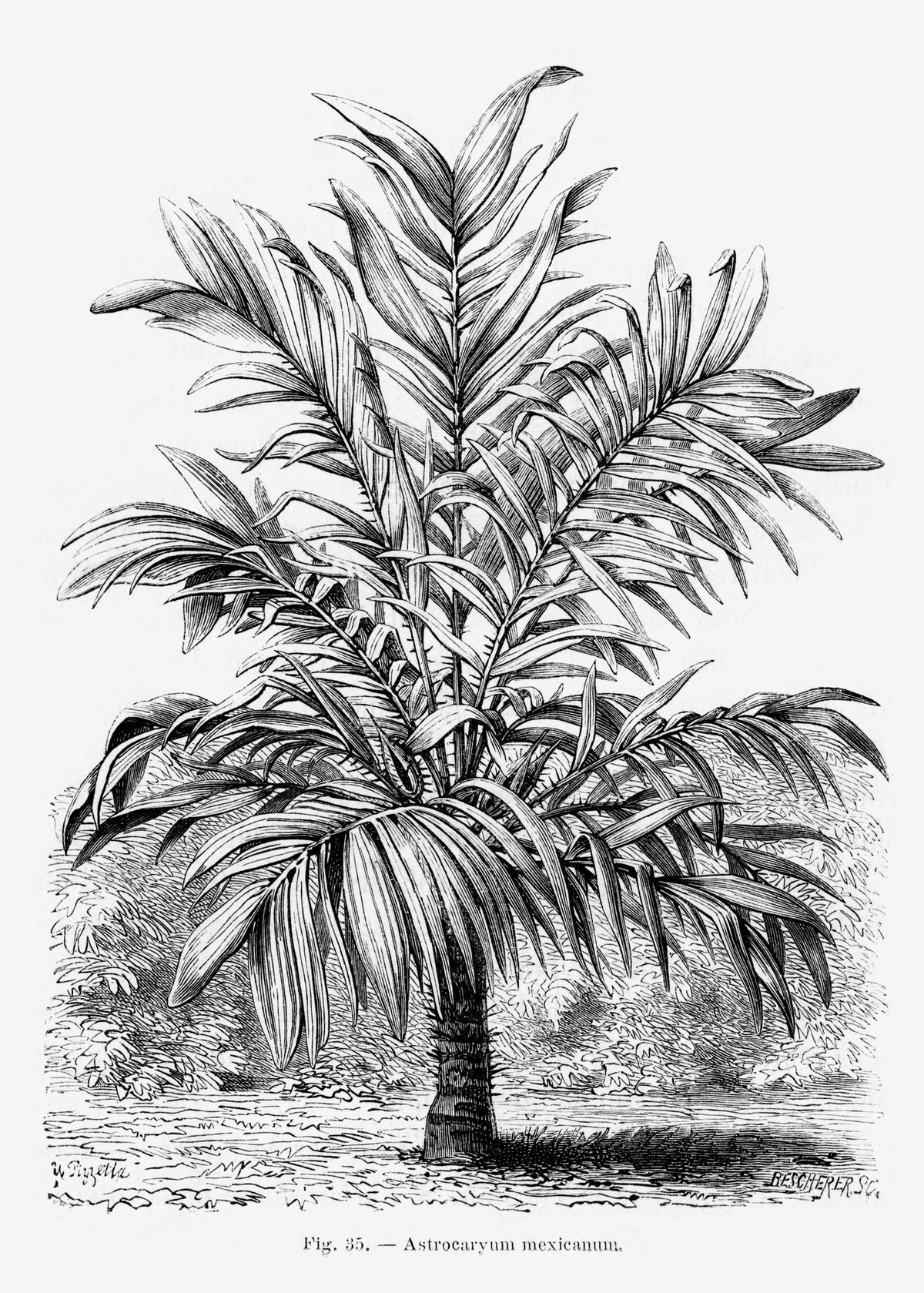 canvas-print-vintage-palm-tree-drawing-ix