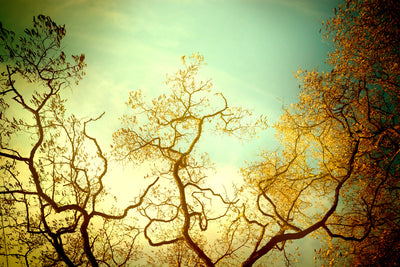 poster-print-autumn-trees-ii