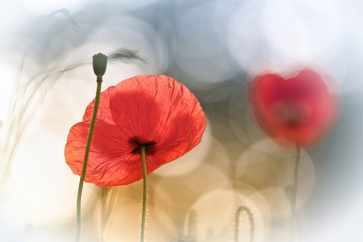 canvas-print-morning-poppies-x