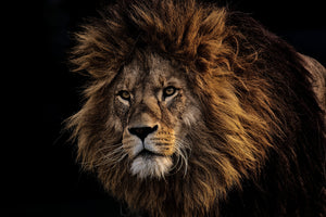 framedposter-print-portrait-of-a-lion