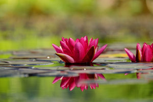 3-piece-canvas-print-red-water-lily-duo