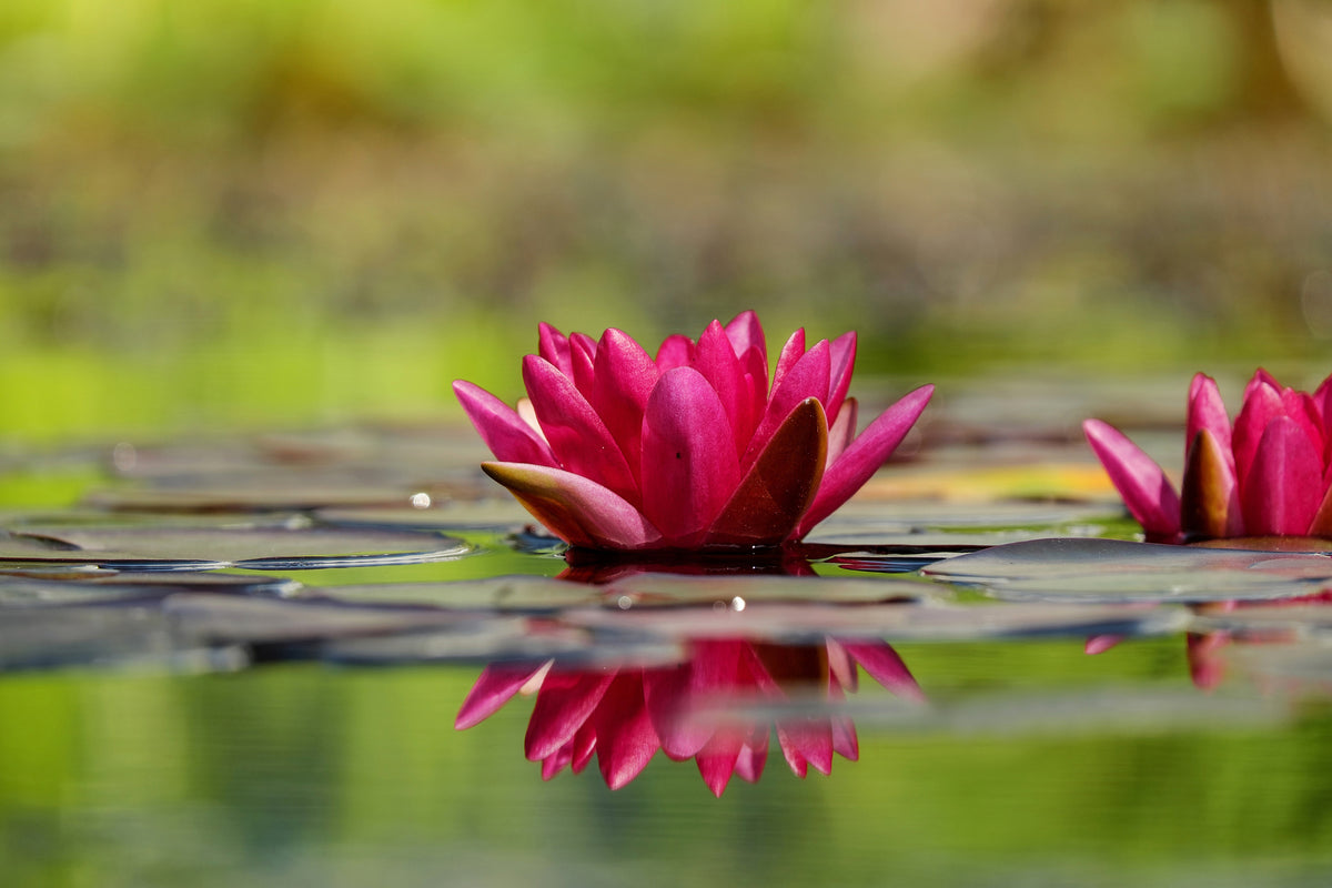 3-piece-canvas-print-red-water-lily-duo