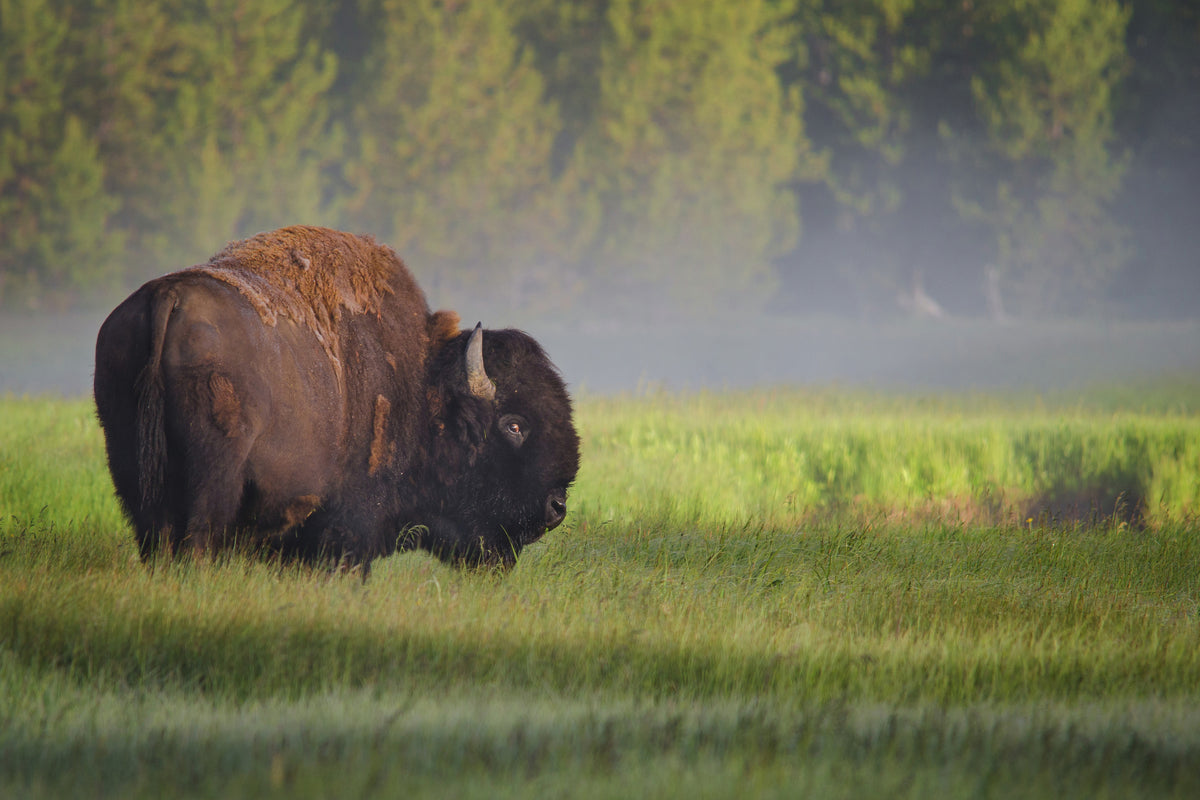 modern-3-piece-canvas-print-bison-in-morning-light