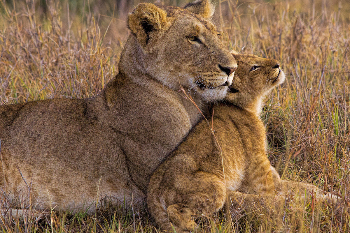 acrylic-print-baby-lion-with-mother-x