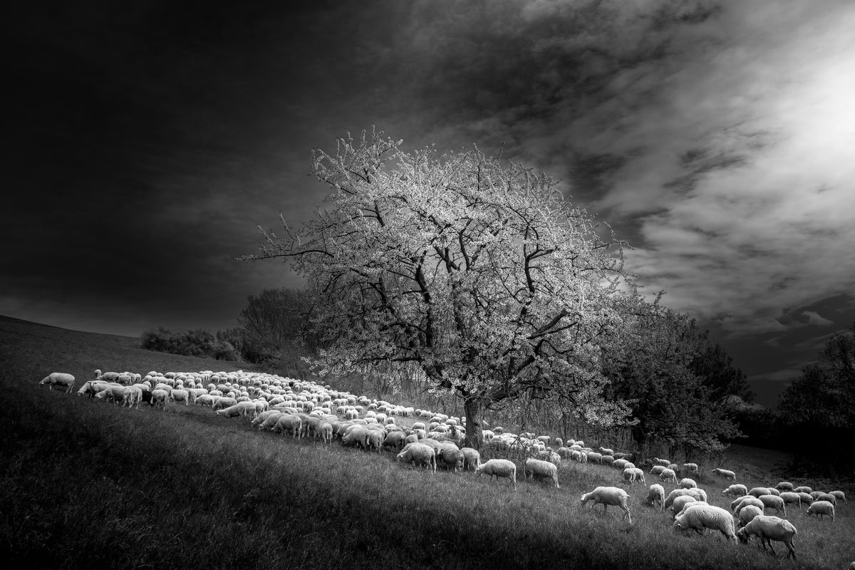 canvas-print-rural-scene-x