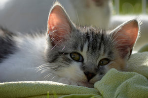 framedposter-print-in-love-with-kitten