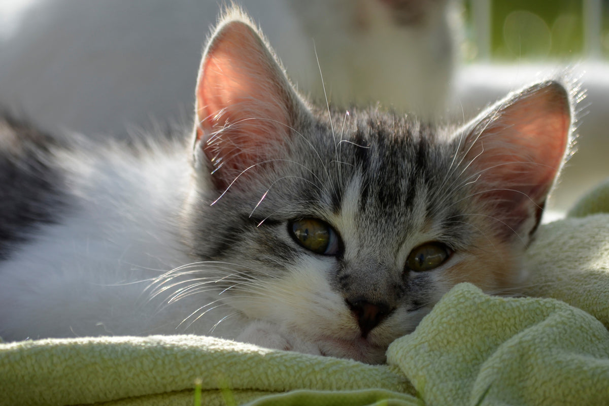 framedposter-print-in-love-with-kitten