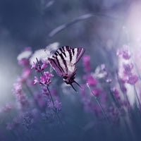 aluminium-print-lavender-queen-x
