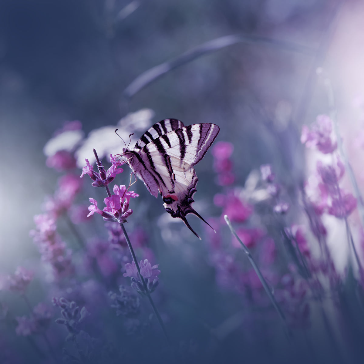 aluminium-print-lavender-queen-x