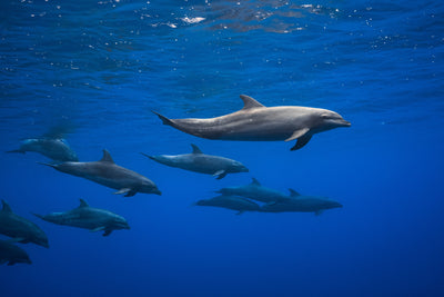 poster-print-dolphins-x