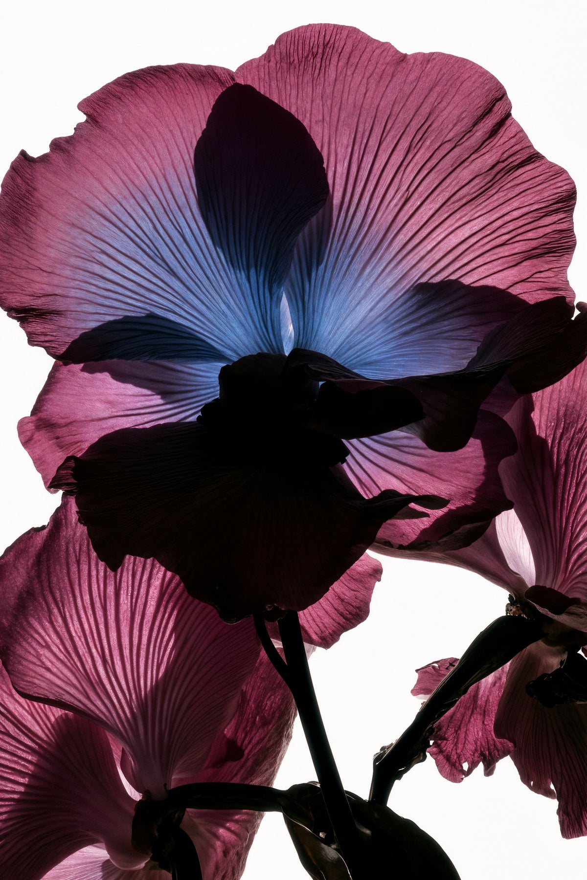 canvas-print-lightfall-florals-pearl-veil