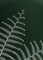 framedcanvas-print-fern039s-gentle-curve