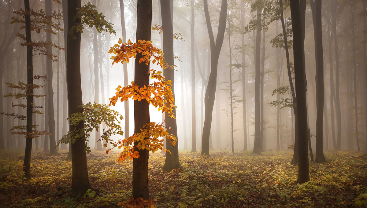 aluminium-print-in-november-light