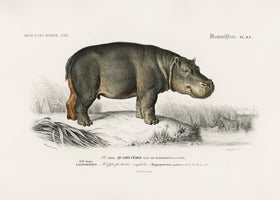 canvas-print-hippopotamus