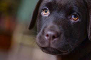canvas-print-cute-labrador-puppy