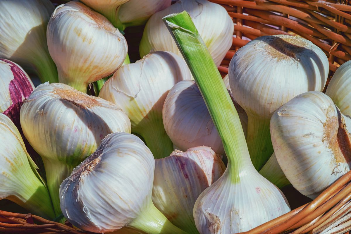 framedcanvas-print-fresh-garlic
