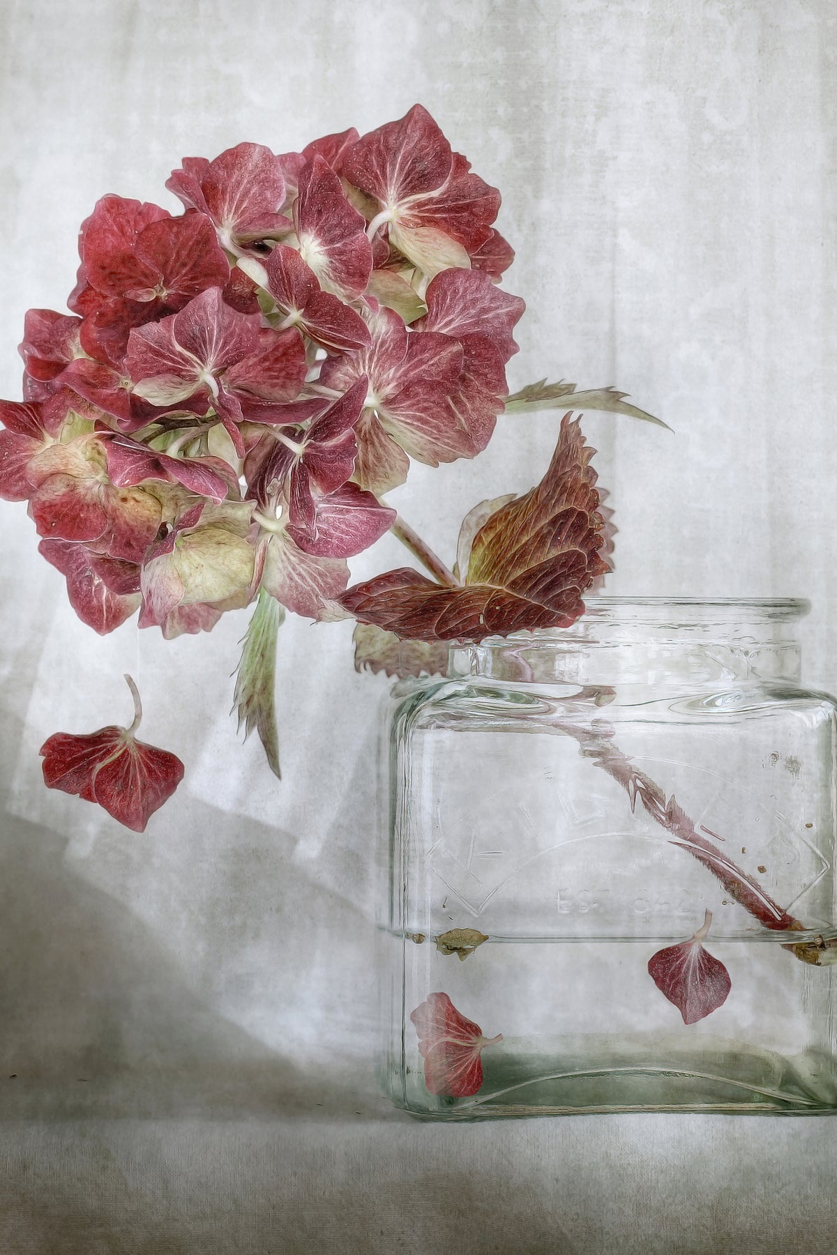 framedposter-print-hydrangea-xaa
