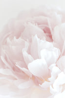 framedcanvas-print-peony-05